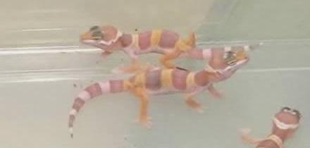 Самые изощренные способы контрабанды товаров и людей