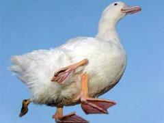 Четырёхногий утёнок превратился в селезня