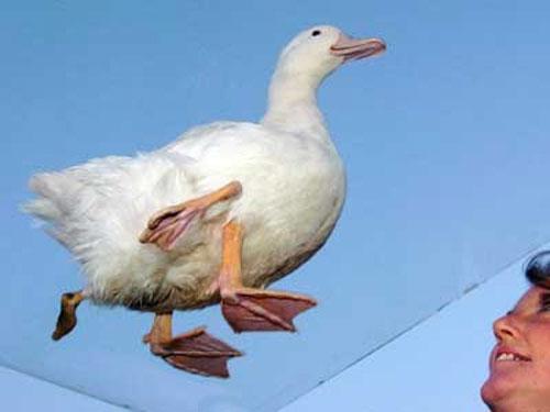 Четырёхногий утёнок превратился в селезня