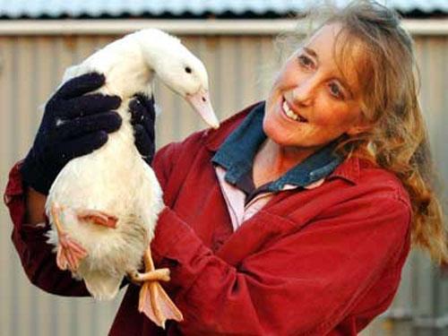 Четырёхногий утёнок превратился в селезня