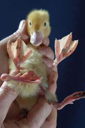 Четырёхногий утёнок превратился в селезня