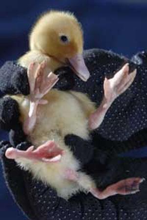 Четырёхногий утёнок превратился в селезня