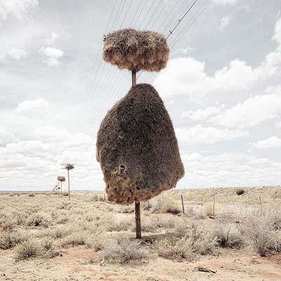 Найдено самое большое птичье гнездо в мире
