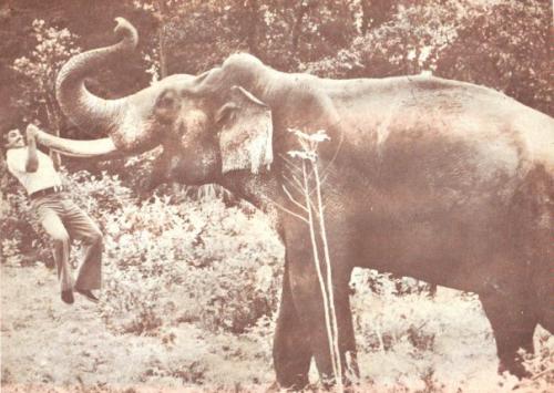 Смерть на камеру: актеры и каскадеры, погибшие на съемках