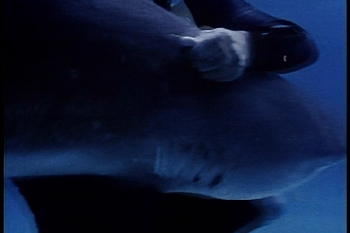 Смерть на камеру: актеры и каскадеры, погибшие на съемках