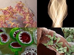 Самые впечатляющие научные фотографии