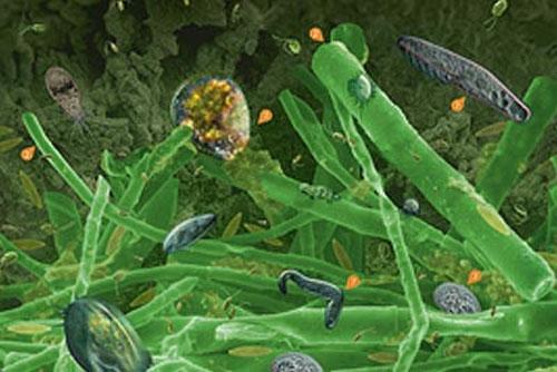 Самые впечатляющие научные фотографии