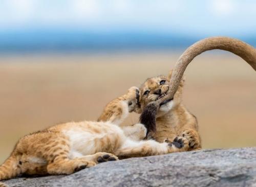 Лучшие фотографии премии National Geographic 2018