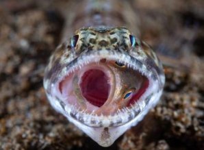 Лучшие фотографии премии National Geographic 2018