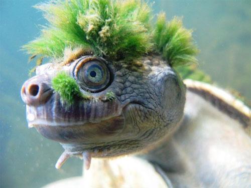 Черепаха-панк обитает в Австралии