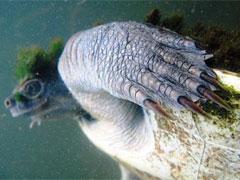 Черепаха-панк обитает в Австралии