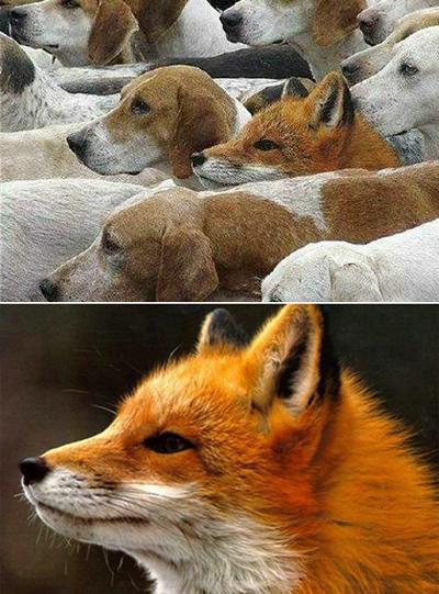 Как делают сенсации с помощью Фотошопа