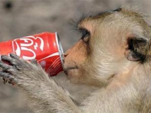 В Таиланде прошел обезьяний пир