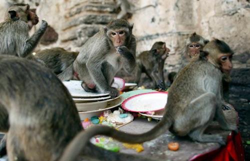 В Таиланде прошел обезьяний пир