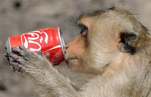 В Таиланде прошел обезьяний пир