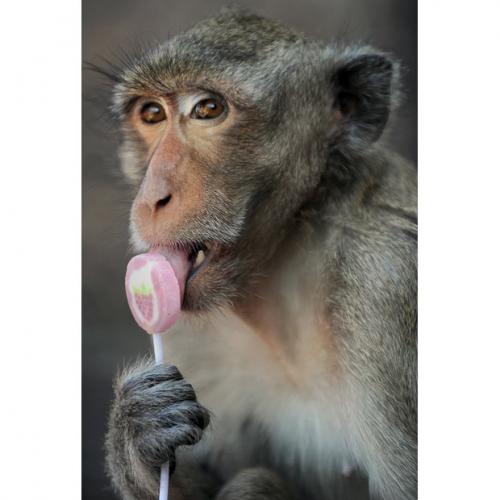 В Таиланде прошел обезьяний пир