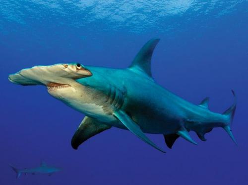 "Домашние" акулы Джима Абернети: хищники напрокат