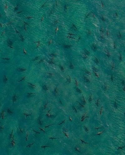 "Домашние" акулы Джима Абернети: хищники напрокат