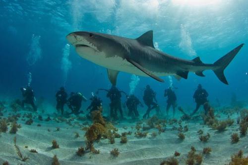"Домашние" акулы Джима Абернети: хищники напрокат