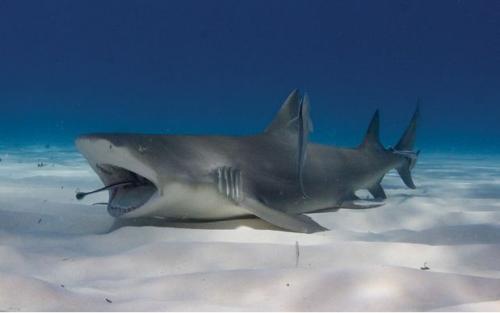 "Домашние" акулы Джима Абернети: хищники напрокат