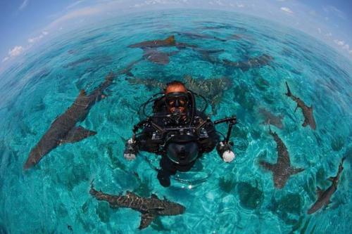 "Домашние" акулы Джима Абернети: хищники напрокат