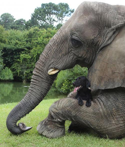 Лучшие друзья — собака и слон