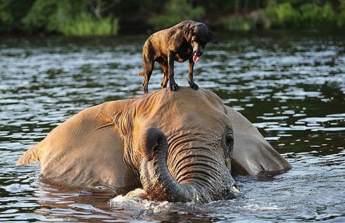 Лучшие друзья — собака и слон