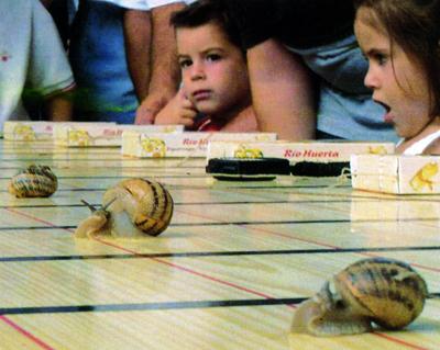 10 самых интересных состязаний с участием представителей фауны