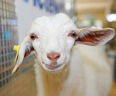 10 самых интересных состязаний с участием представителей фауны