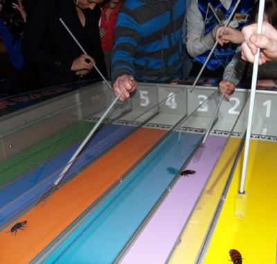 10 самых интересных состязаний с участием представителей фауны