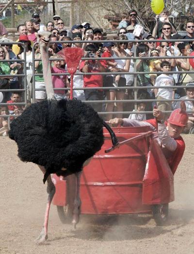 10 самых интересных состязаний с участием представителей фауны