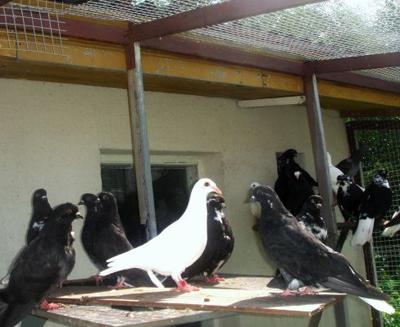 10 самых интересных состязаний с участием представителей фауны