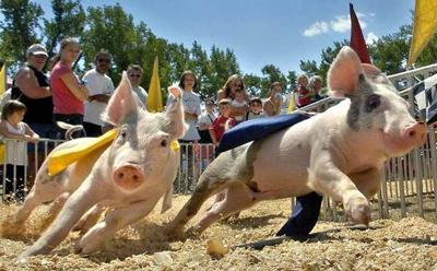 10 самых интересных состязаний с участием представителей фауны