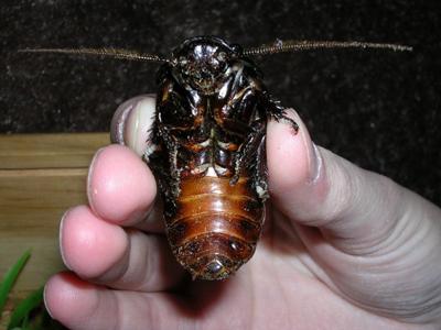 10 самых интересных состязаний с участием представителей фауны