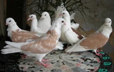 10 самых интересных состязаний с участием представителей фауны