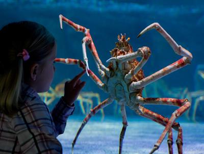 10 самых интересных состязаний с участием представителей фауны