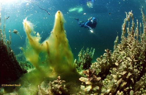 Волшебное озеро наполняется раз в год