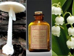 Cмертельно опасные  вещества на Земле