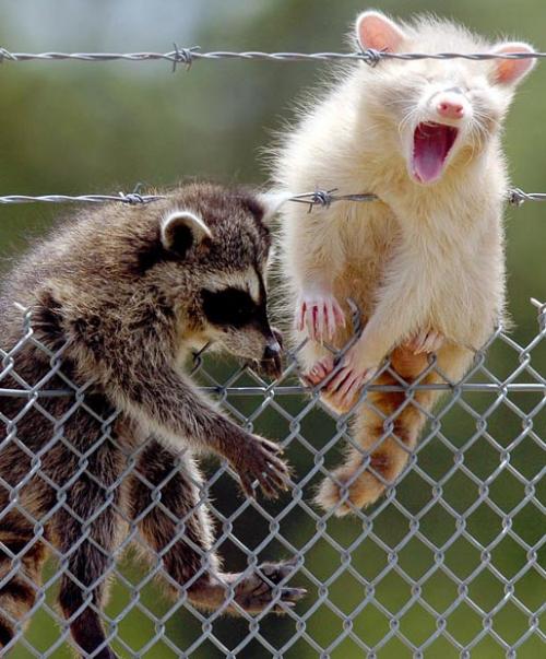 Самые симпатичные животные-альбиносы