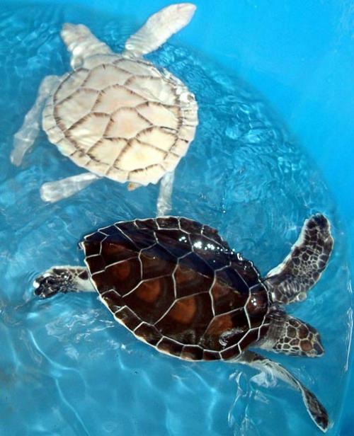 Самые симпатичные животные-альбиносы