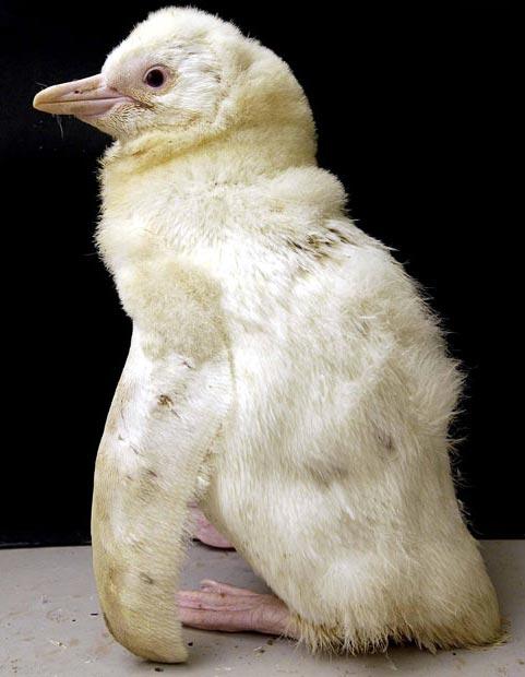 Самые симпатичные животные-альбиносы