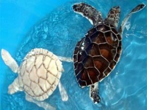 Самые симпатичные животные-альбиносы