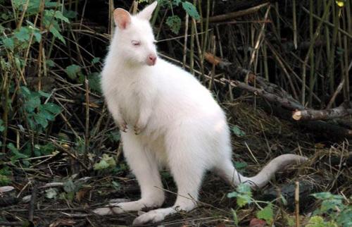 Самые симпатичные животные-альбиносы