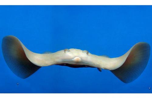 Самые симпатичные животные-альбиносы