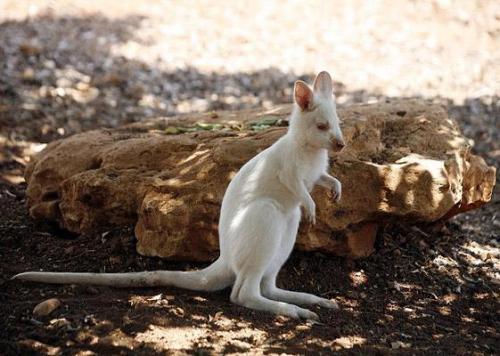 Самые симпатичные животные-альбиносы
