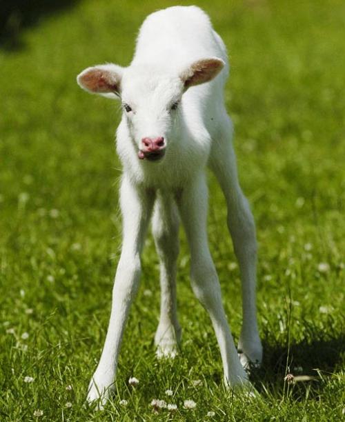 Самые симпатичные животные-альбиносы