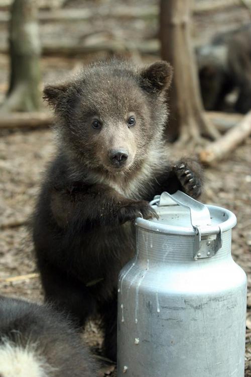 В Твери открыт детский дом для медвежат