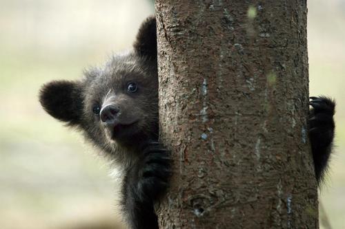 В Твери открыт детский дом для медвежат