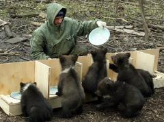В Твери открыт детский дом для медвежат