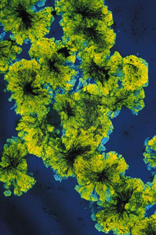 Красота научных ислледований